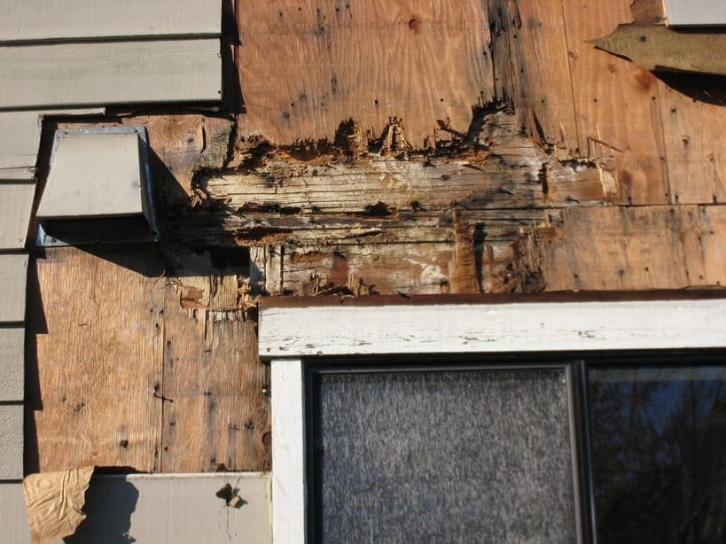 dry rot repairs 1